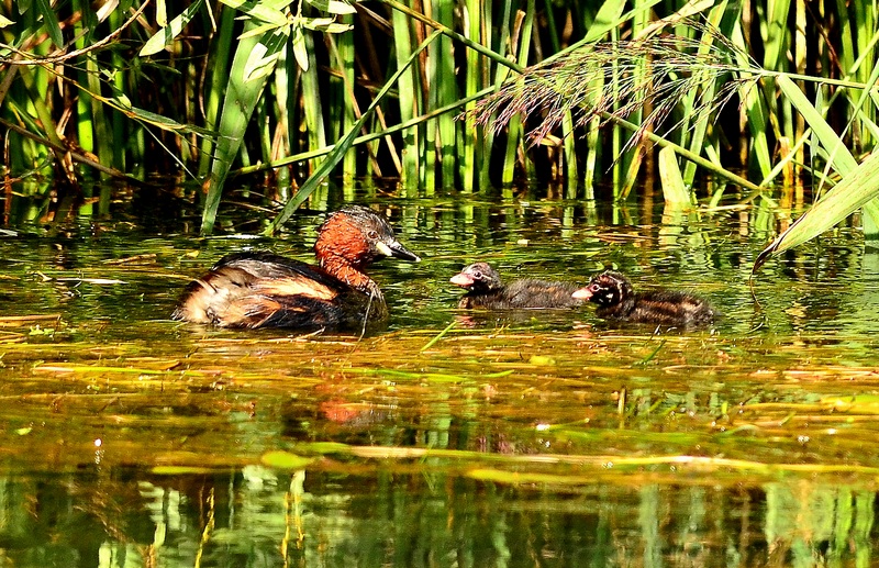 Una bella famigliola